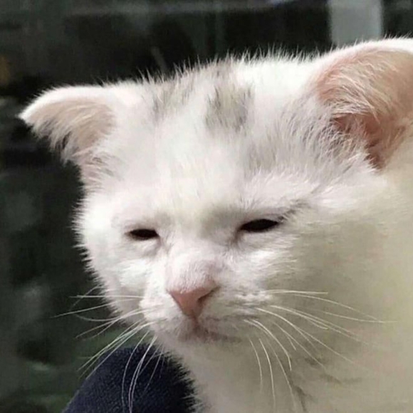 Meet your Posher, Gony - Picture 1 of 1